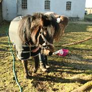 Anden særlig race | Surprice