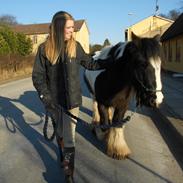 Irish Cob pfuff