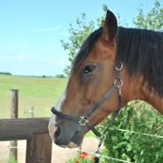 Dansk Varmblod Møllegården´s Limbo