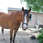 Dansk Varmblod Møllegården´s Limbo