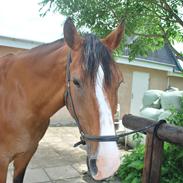 Dansk Varmblod Møllegården´s Limbo