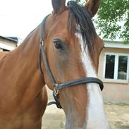 Dansk Varmblod Møllegården´s Limbo