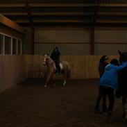 Irsk Sportspony Orlaith