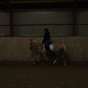 Irsk Sportspony Orlaith