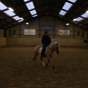 Irsk Sportspony Orlaith