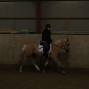 Irsk Sportspony Orlaith