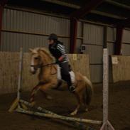 Irsk Sportspony Orlaith