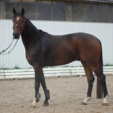 Dansk Varmblod Sundorfs Hidalgo