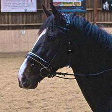 Dansk Varmblod Capa's Don Marchello