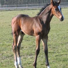 Dansk Varmblod Capa's Don Marchello