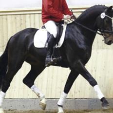 Dansk Varmblod Capa's Don Marchello