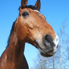 Dansk Varmblod Chianti