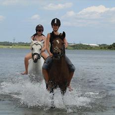 Hollandsk Sportspony nørremarks Katinka "himmelpony"