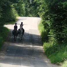 Hollandsk Sportspony nørremarks Katinka "himmelpony"