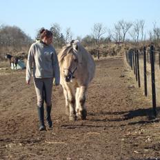 Fjordhest Benjamin