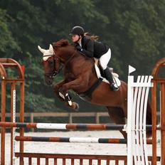 Belgisk varmblod Gipsy Queen