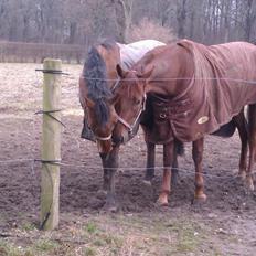 Belgisk varmblod Gipsy Queen