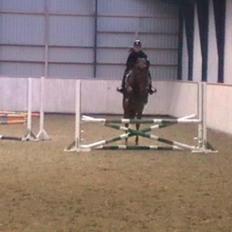 Belgisk varmblod Gipsy Queen