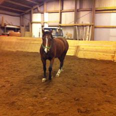 Hannoveraner Filia T