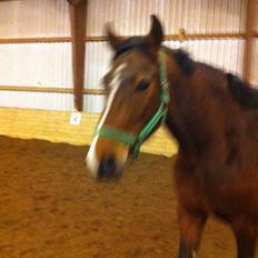 Hannoveraner Filia T