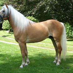 Tyroler Haflinger Liz. Alban - AVLSHINGST