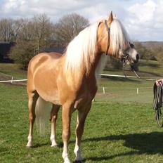 Tyroler Haflinger Liz. Alban - AVLSHINGST