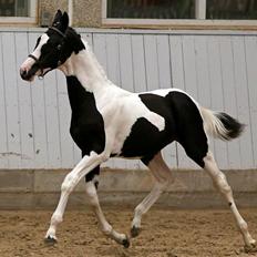 Pinto Midtjyden´s Dark Diamond