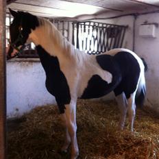 Pinto Midtjyden´s Dark Diamond