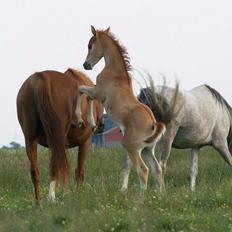 Arabisk fuldblod (OX) Fahkour Amir el Azraff