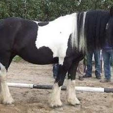 Irish Cob Kiona