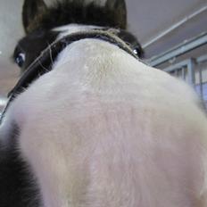 Anden særlig race Haffe Laffe