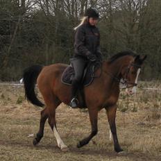 Anden særlig race /Araber Cheval