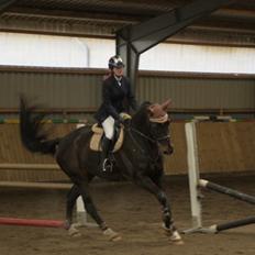 Dansk Varmblod Lerini A **RDS**