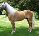 Tyroler Haflinger Liz. Alban - AVLSHINGST