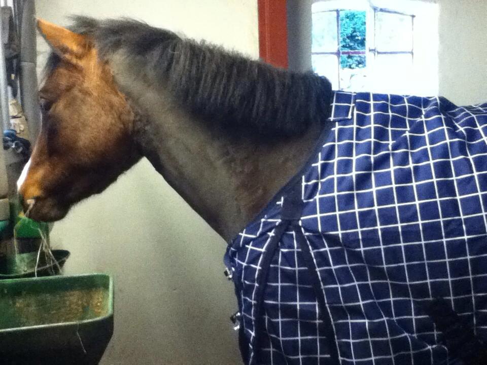 Anden særlig race Miranda *Muffin* - så blev Miranda klippet, hun blev næsten helt sort! ;D <33 foto: miig billede 16