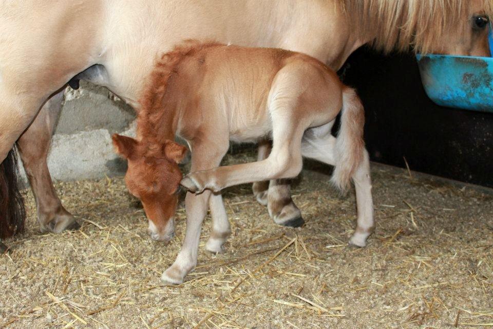 Shetlænder Rødgaards Bumle billede 6