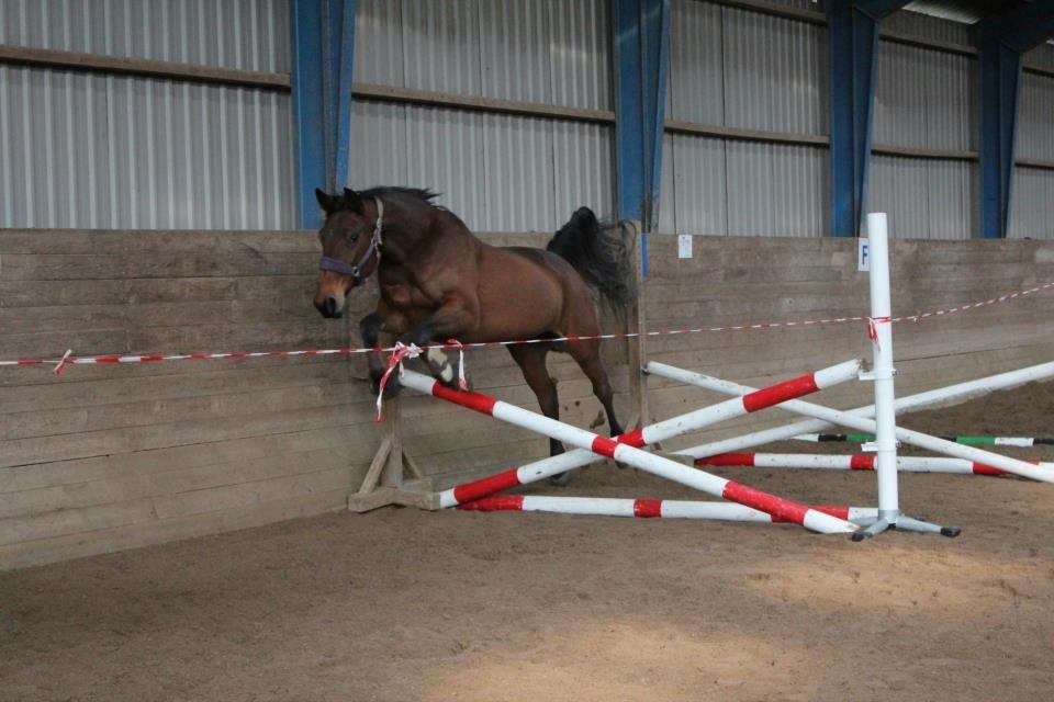Traver Desire - Dullen synes det for fedt at løsspringe! Halen i vejret og tager springet hvor det er størst ;) billede 19