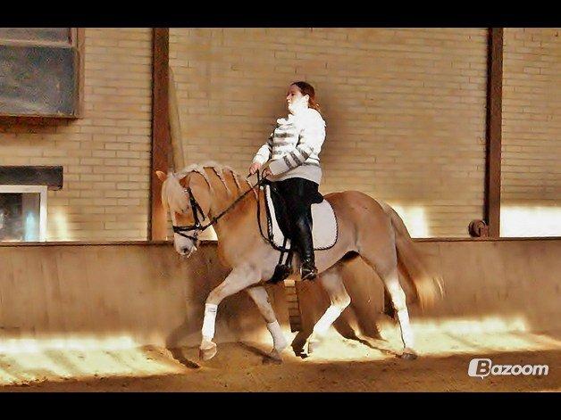 Tyroler Haflinger Sigruna *Haffer*[Tidl. Hest] billede 7
