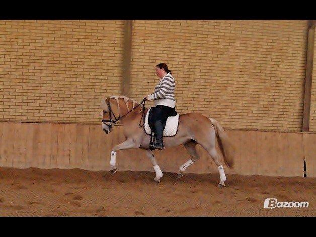 Tyroler Haflinger Sigruna *Haffer*[Tidl. Hest] billede 6