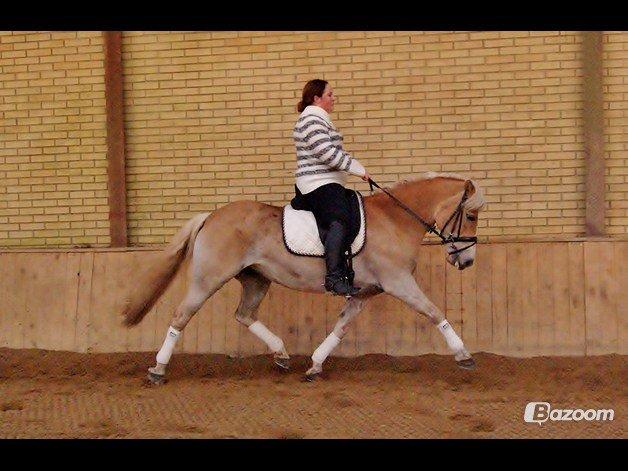 Tyroler Haflinger Sigruna *Haffer*[Tidl. Hest] billede 8