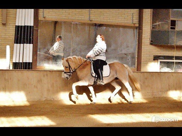 Tyroler Haflinger Sigruna *Haffer*[Tidl. Hest] billede 9