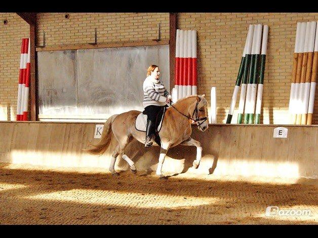 Tyroler Haflinger Sigruna *Haffer*[Tidl. Hest] billede 10