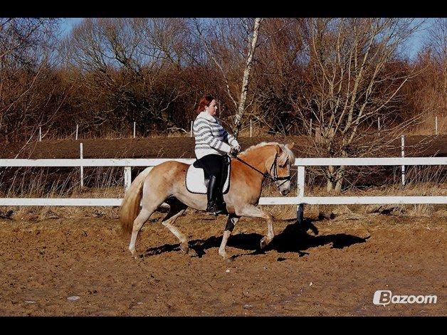 Tyroler Haflinger Sigruna *Haffer*[Tidl. Hest] billede 14