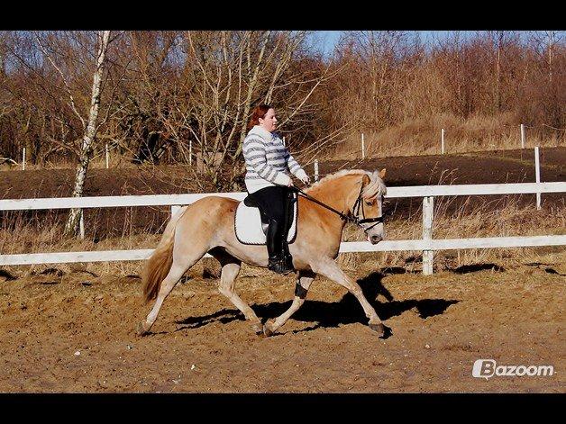 Tyroler Haflinger Sigruna *Haffer*[Tidl. Hest] billede 16