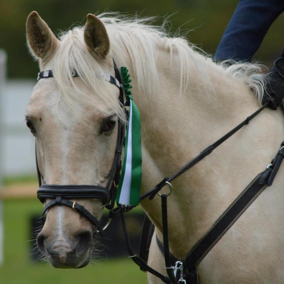 Palomino Fyrstenborgs Golden Hero - Præmieoverrækkelse i BORK *Taget af Josefine Randrup Jensen* billede 15