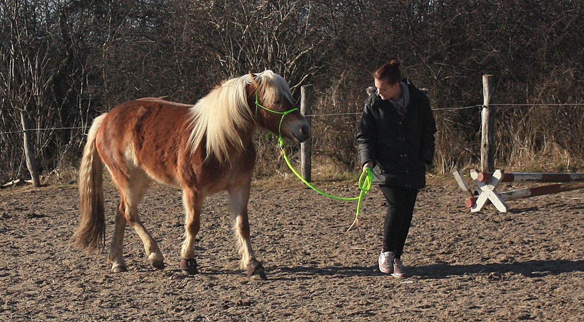 Haflinger Aicha (Ulstrup efterskole) - Vi træner lidt trav ved min side :-) billede 9