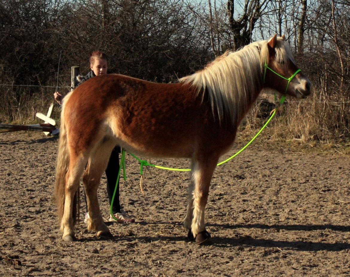 Haflinger Aicha (Ulstrup efterskole) - Smukke babyhest! :-) billede 11