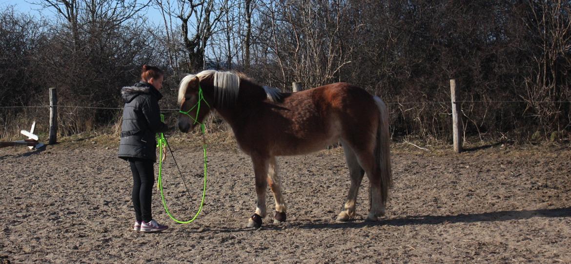 Haflinger Aicha (Ulstrup efterskole) billede 12