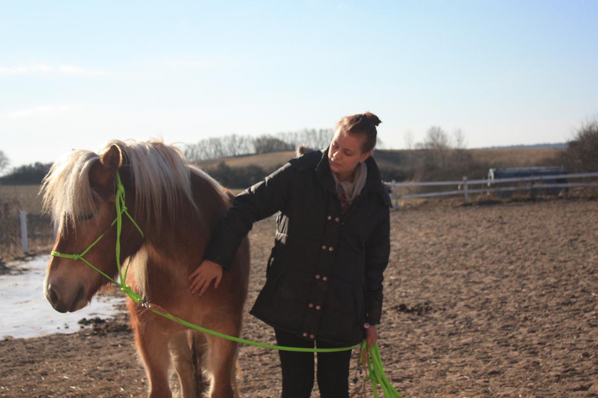 Haflinger Aicha (Ulstrup efterskole) - Ros til prinsessen. Dygtigere bliver man ikke <3 billede 13