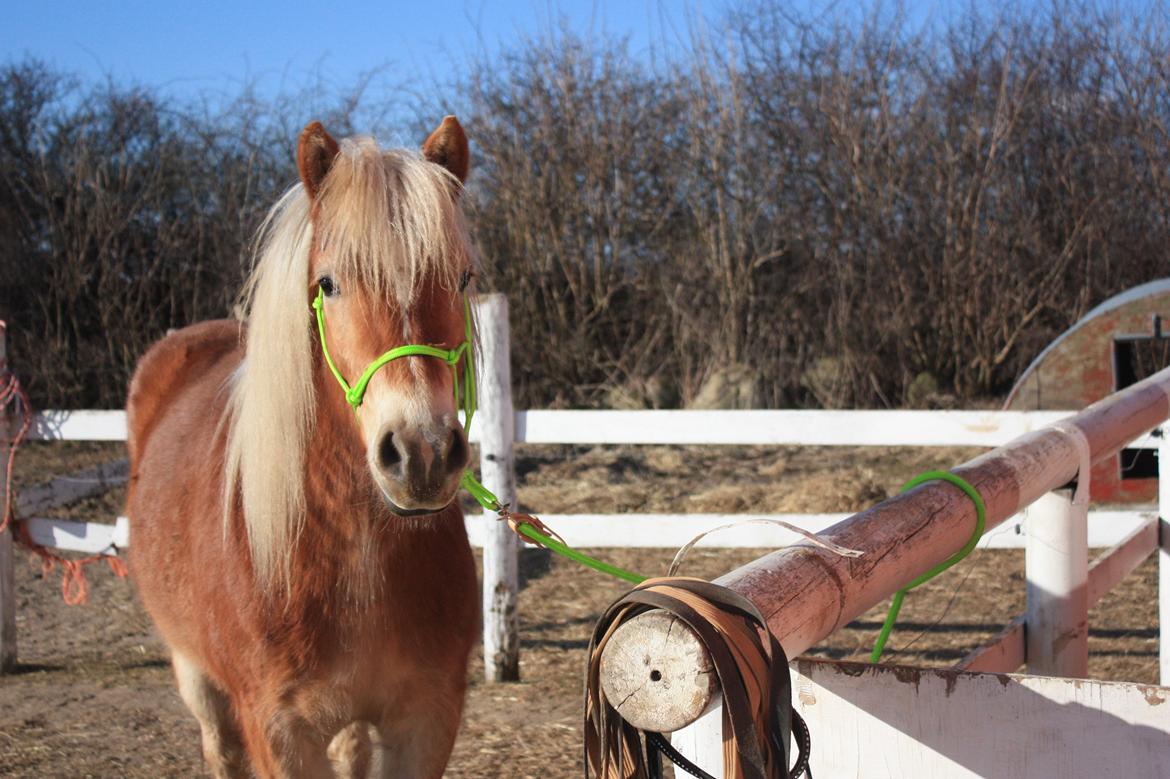 Haflinger Aicha (Ulstrup efterskole) - Aisha inden træning :-)  billede 3